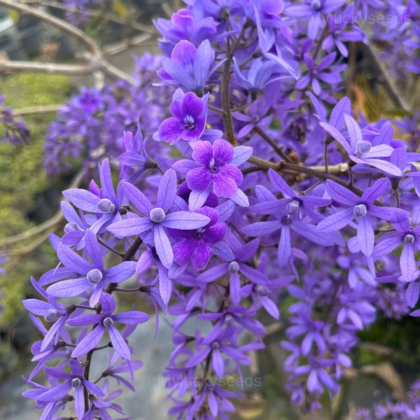 Sandpaper Vine Seeds - Queen's Wreath - L（Suitable for flower walls）