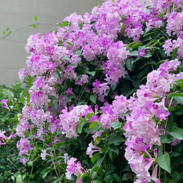 Garlic Vine——Pink and Purple Gradient Ocean