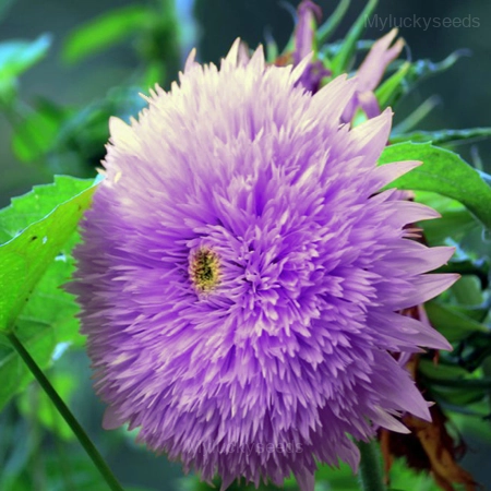 Purple Teddy Bear Sunflower - 🔥🔥500 Seeds(Save $20)