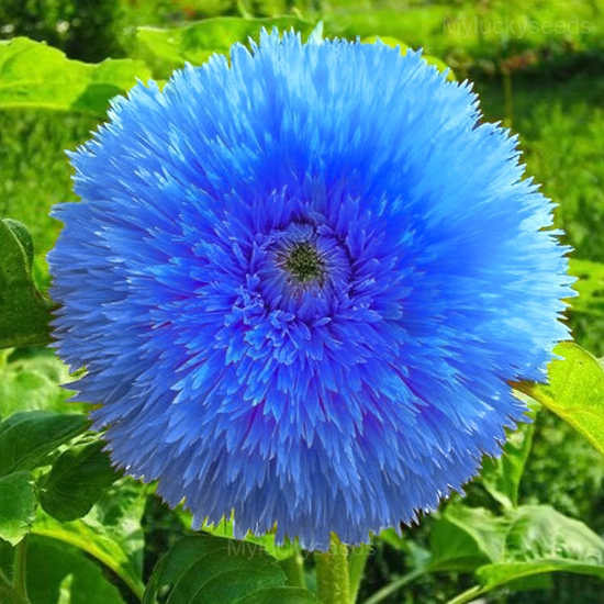 Blue Teddy Bear Sunflower