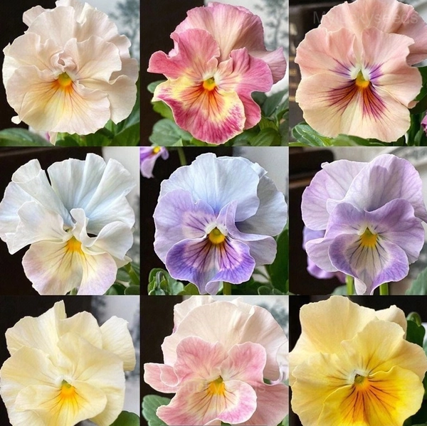 Pansy Summer Elf Mixed Color Seeds - Mixed Colors, 500 Seeds
