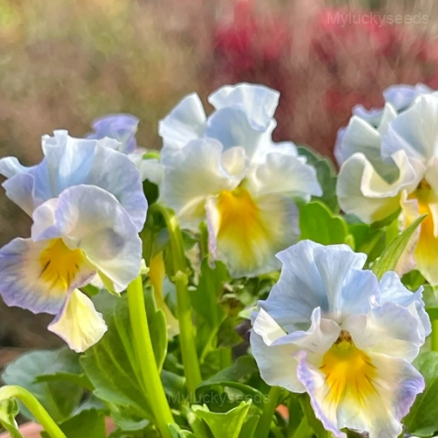 Pansy Summer Elf Mixed Color Seeds - Image 3