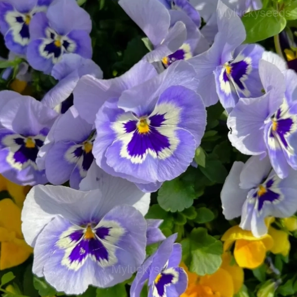 Pansy Summer Elf Mixed Color Seeds - Image 4