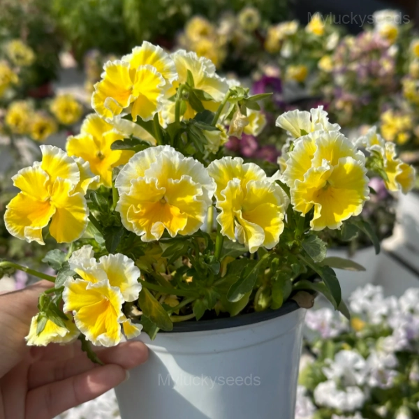 Pansy Summer Elf Mixed Color Seeds - Image 5