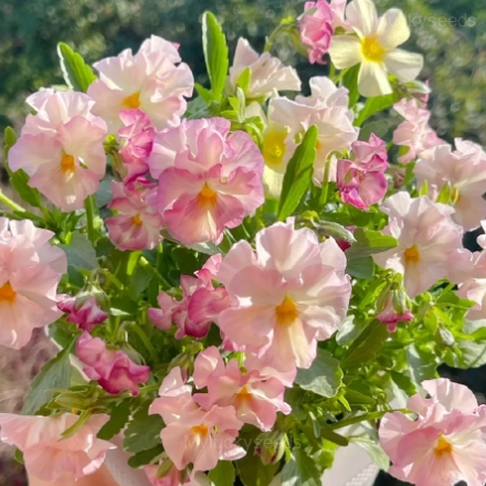 Pansy Summer Elf Mixed Color Seeds - Image 6