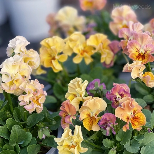 Pansy Summer Elf Mixed Color Seeds - Image 7
