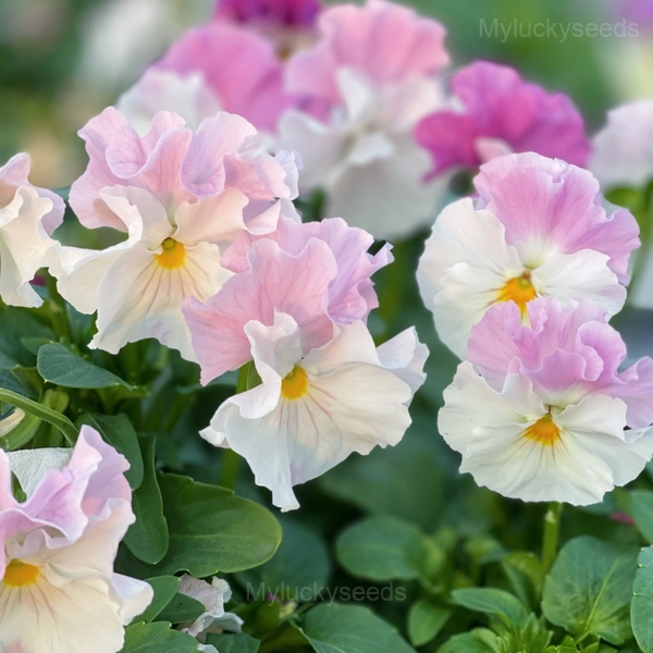 Pansy Summer Elf Mixed Color Seeds - Image 8