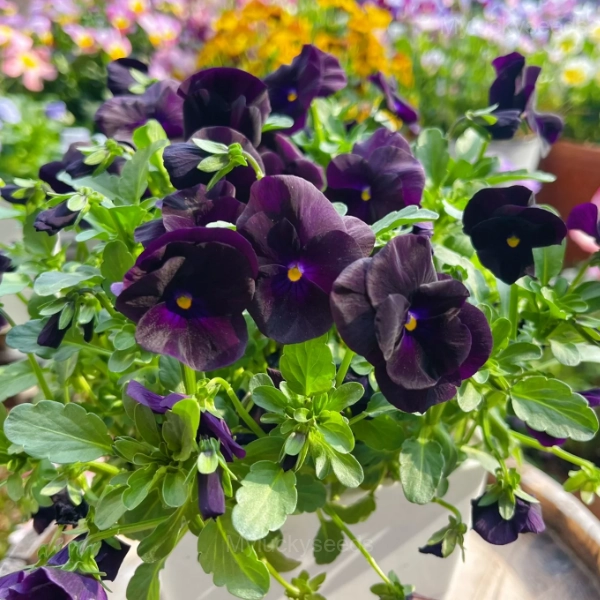 Pansy Summer Elf Mixed Color Seeds - Image 9