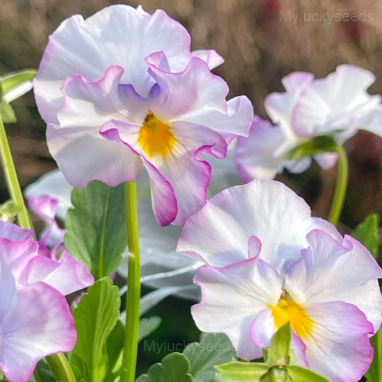 Pansy Summer Elf Mixed Color Seeds - Image 10
