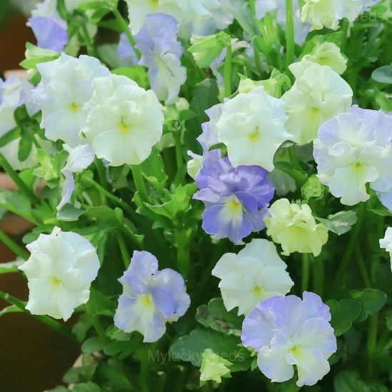 Pansy Summer Elf Mixed Color Seeds - Image 11