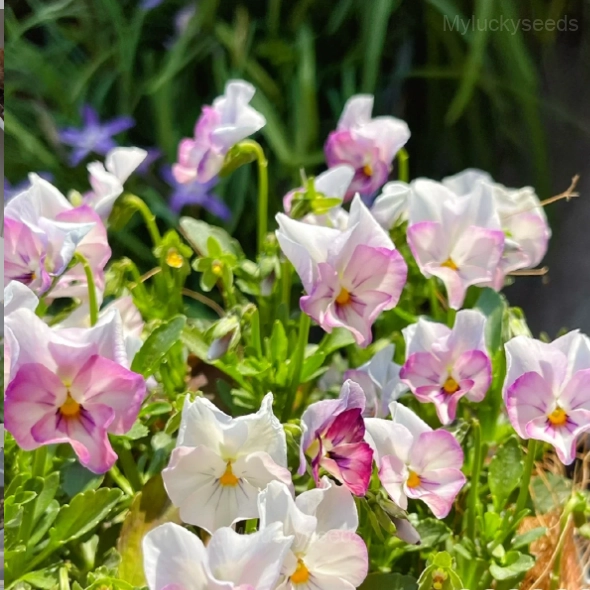 Pansy Summer Elf Mixed Color Seeds - Image 12