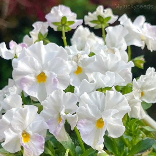 Pansy Summer Elf Mixed Color Seeds - Image 13