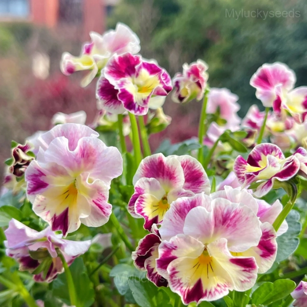 Pansy Summer Elf Mixed Color Seeds - Image 14