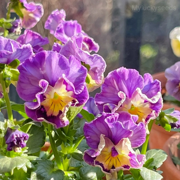 Pansy Summer Elf Mixed Color Seeds - Image 15