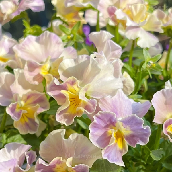 Pansy Summer Elf Mixed Color Seeds - Image 16