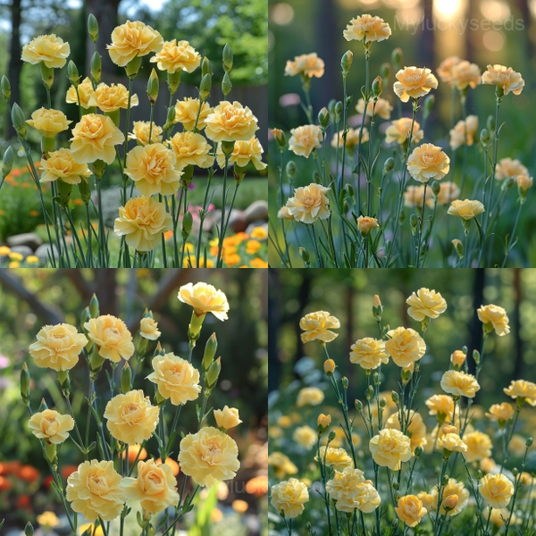 Double Mixed Carnation Seeds—Mother's Day Flowers - Yellow, 100 Seeds