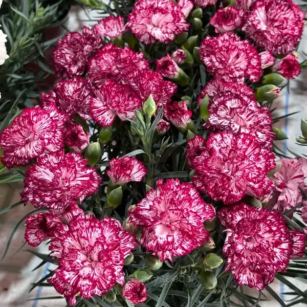 Double Carnation Seeds—Mother's Day Flowers - Color 1, 50 Seeds
