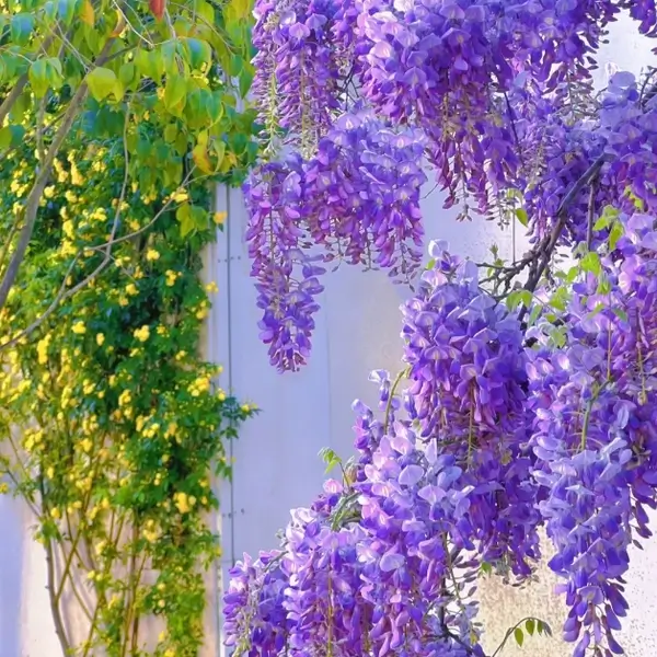 Wisteria Flower Seeds, Purple Elf Blossoms - 80 Seeds🔥🔥