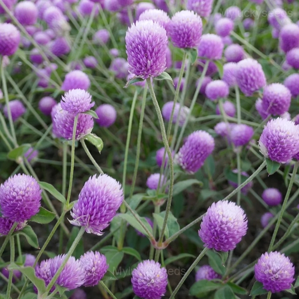 Gomphrina—Eternal Love - Purple, 50 Seeds