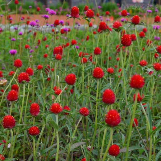 Gomphrina—Eternal Love - Red, 50 Seeds
