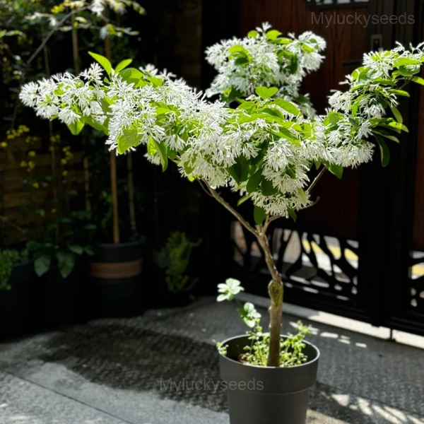 Tassel Tree Seeds - 100 Seeds