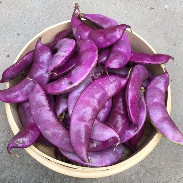 Purple Gem Lentil Seed