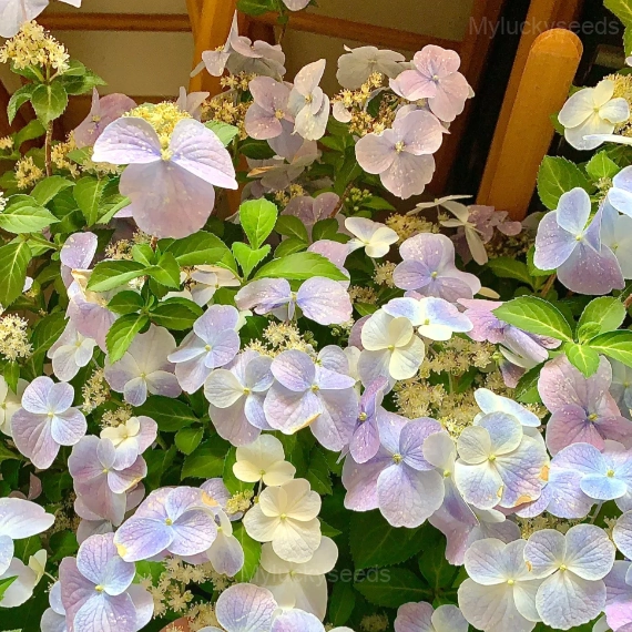 Starry Sky Series Hydrangea - Starry Sky Blue, 200 Seeds