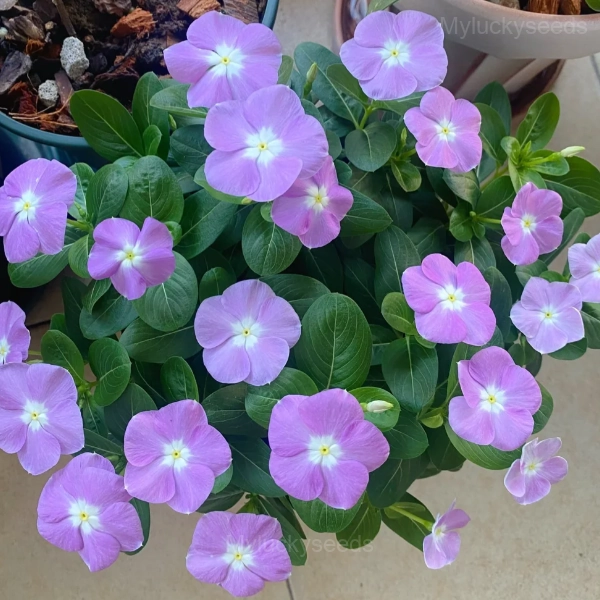 Periwinkle - Purple, 50 Seeds