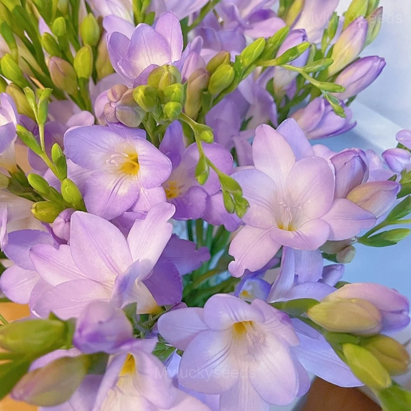 Freesia—Winter Perfume - Purple, 3 Bulbs