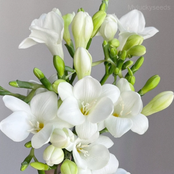 Freesia—Winter Perfume - White, 9 Bulbs