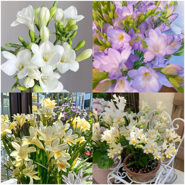 Freesia—Winter Perfume