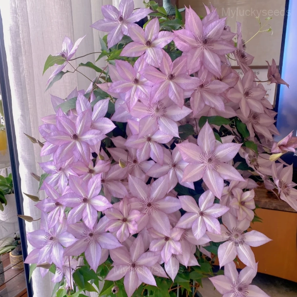 Multiple Petals Climbing Clematis - Light Purple, 100 Seeds