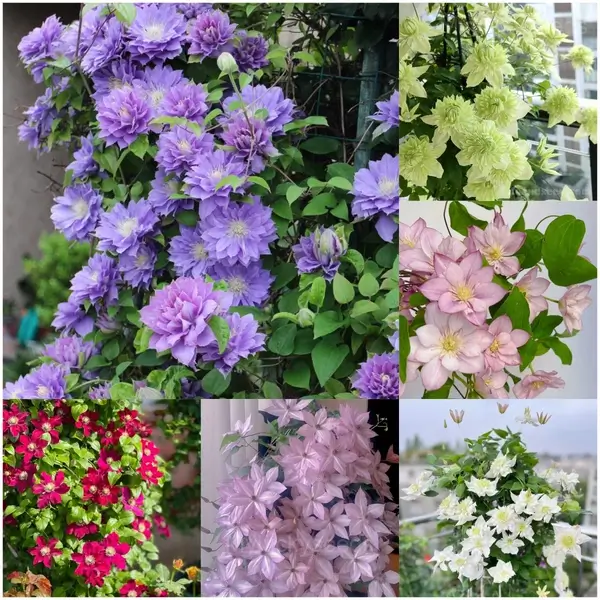 Multiple Petals Climbing Clematis - Mix Colors, 🔥🔥200 Seeds