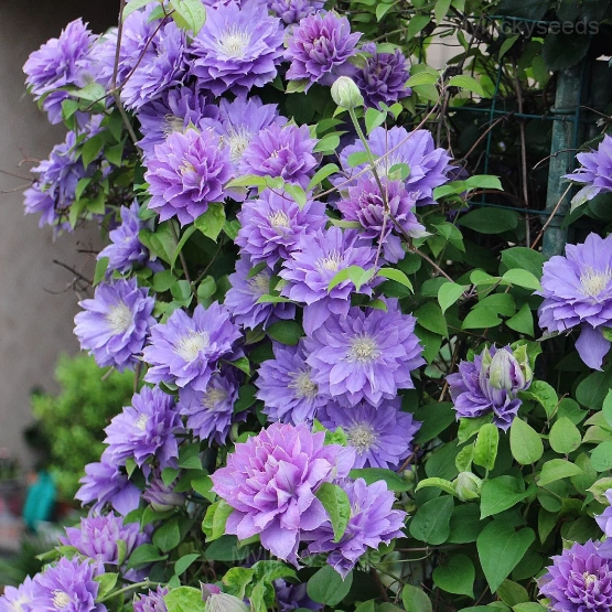 Multiple Petals Climbing Clematis - Purple, 50 Seeds