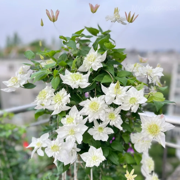 Multiple Petals Climbing Clematis - White, 100 Seeds