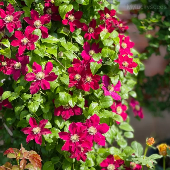 Multiple Petals Climbing Clematis - Red, 100 Seeds