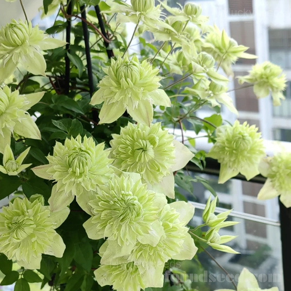 Multiple Petals Climbing Clematis - Green, 100 Seeds