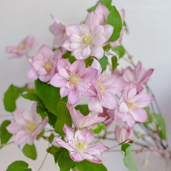 Multiple Petals Climbing Clematis - Pink, 100 Seeds