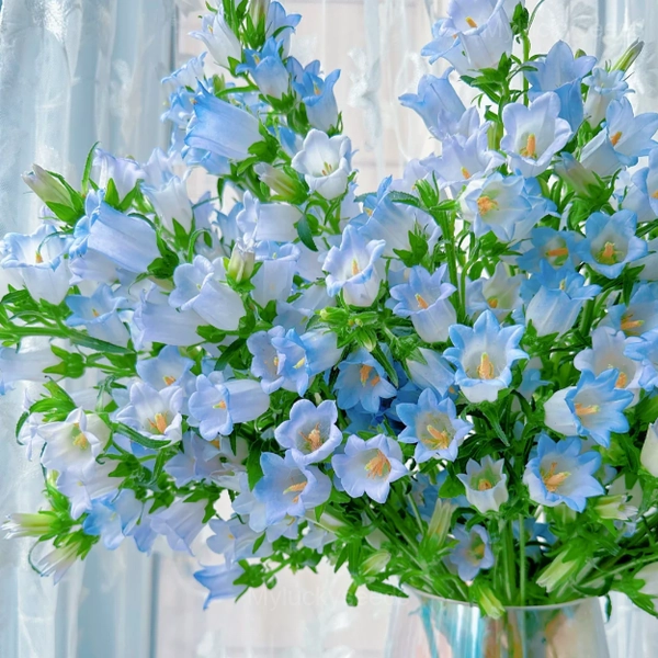 Bellflower - Flowers From Fairy Tales - Blue, 500 Seeds
