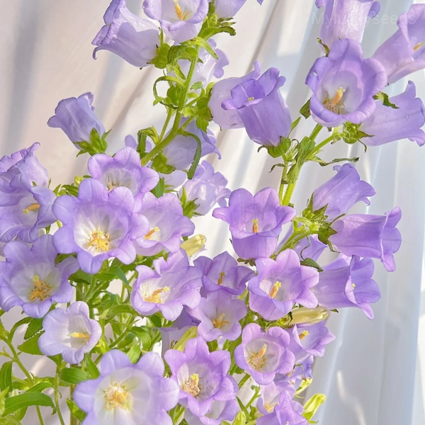 Bellflower - Flowers From Fairy Tales - Purple, 50 Seeds