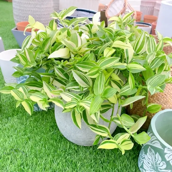 Orchid - Green, 100 Seeds