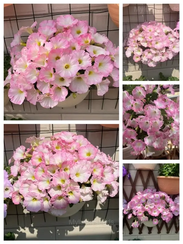 The Latest Petunia Varieties In 2024 - #3, 2000 Seeds