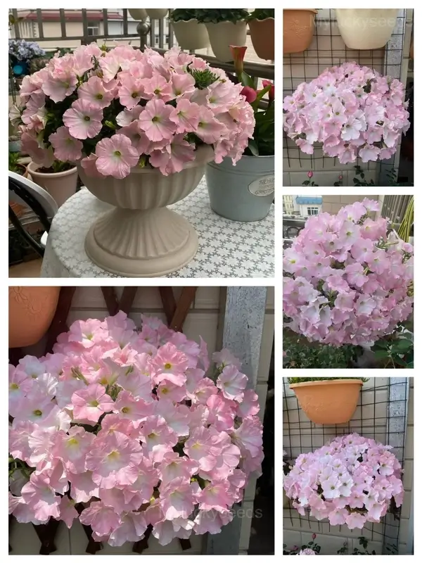 The Latest Petunia Varieties In 2024 - #4, 2000 Seeds