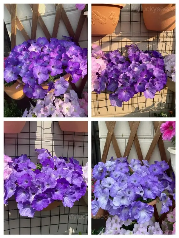The Latest Petunia Varieties In 2024 - #2, 500 Seeds