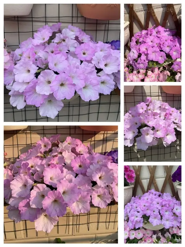 The Latest Petunia Varieties In 2024 - #8, 500 Seeds