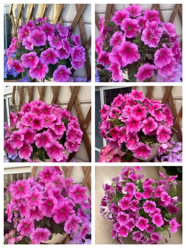 The Latest Petunia Varieties In 2024 - #9, 1000 Seeds