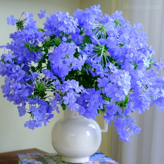 Plumbago—Sky Flower - 200 Seeds(Save $15)