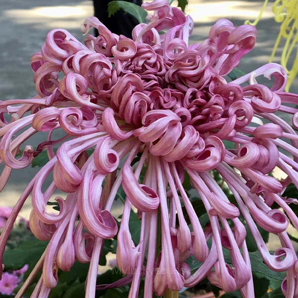 Rare Chrysanthemum Seeds - Purple, 100 Seeds