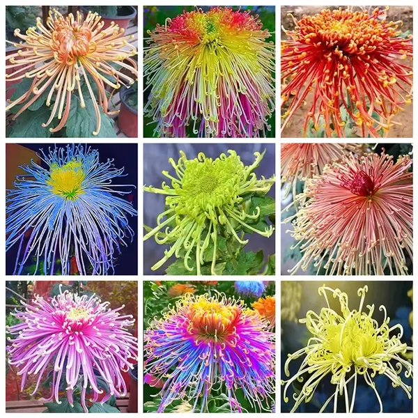 Rare Chrysanthemum Seeds - Colorful, 100 Seeds