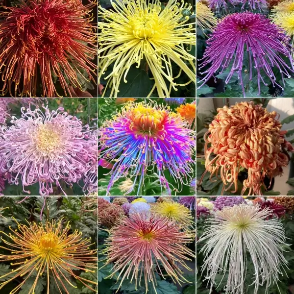 Rare Chrysanthemum Seeds - Mixed, 100 Seeds